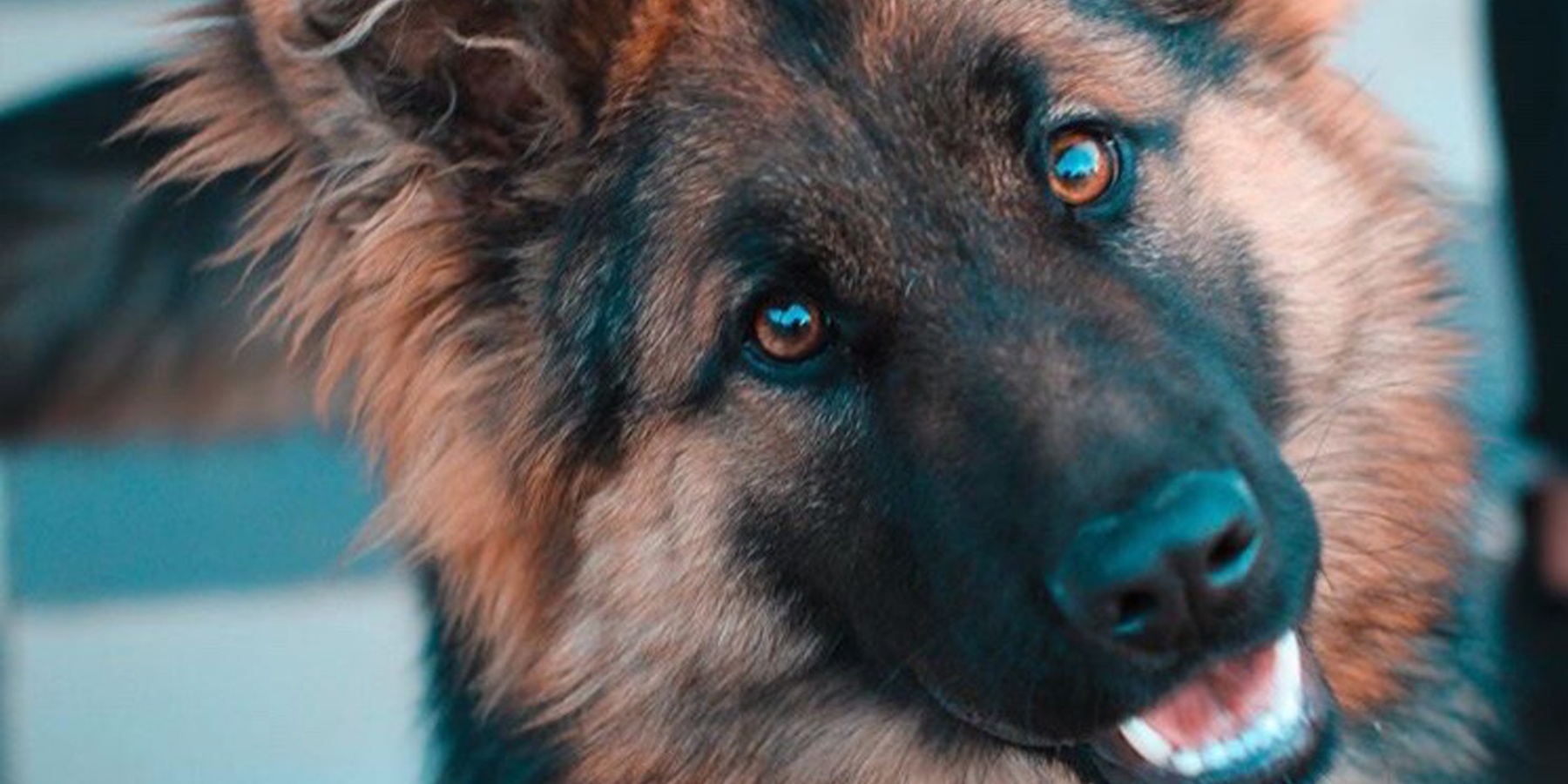 Elevated Dog Beds: Are They Suitable for Hot Weather?